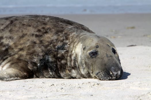 Grey seal on Heligoland