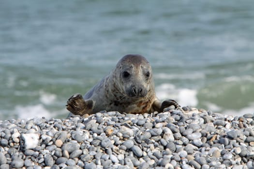 Grey seal on Heligoland