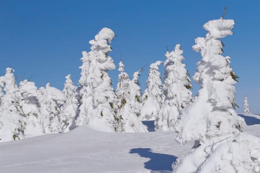 Winter view of snow covered mountain and trees with blue sky in the background (Mountains Jeseniky, Czech Republic)