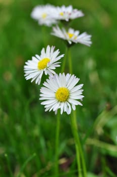 Daisy