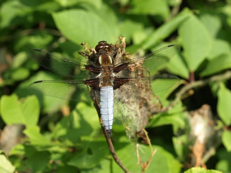 Flat-bellied male