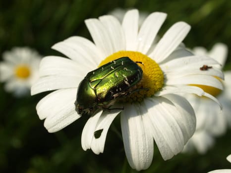 Rose chafer