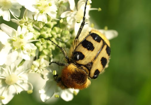bee beetle