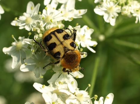 bee beetle