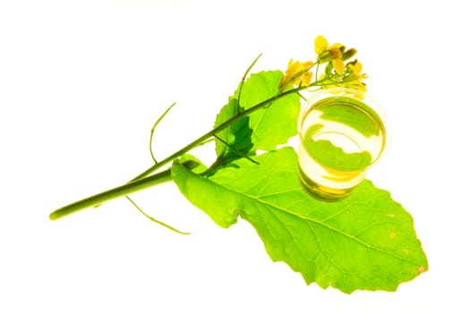 Blooming rapeseed against white background