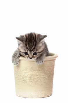 Little Tiger