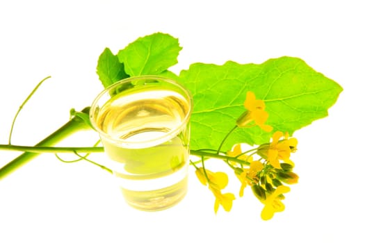 Flowering rapeseed and cup with rapeseed oil