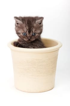 Little Tiger