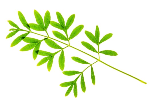 Leaf of mountain cumin (Laserpitium siler),isolated