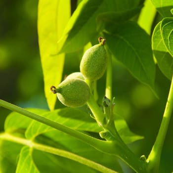 Walnut Fruit Green
