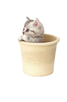 Little Tiger