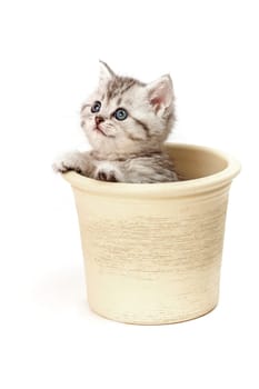 Little Tiger