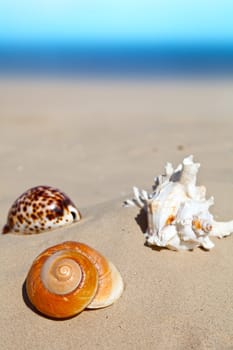 Three sea shells on a sandy beach, summertime nature concept