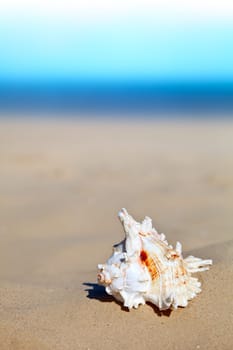 Sea shell on a sandy beach, summertime nature concept