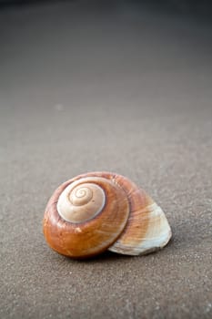 Spiral shell on sandy beach, vertical view and empty space for text