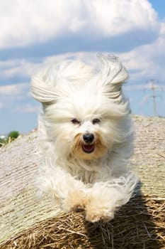 Dog jumps towards the camera