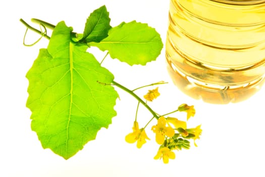 Flowering rapeseed (Brassica napus) and bottle of rapeseed oil