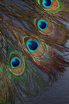 Beautiful exotic peacock feather eyes on dark background