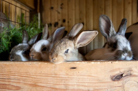 Rabbits in the stable