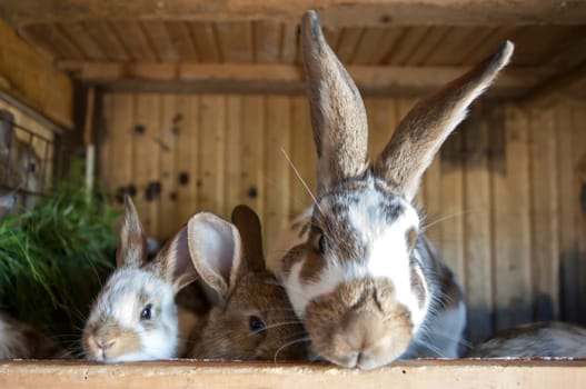 Rabbits in the stable