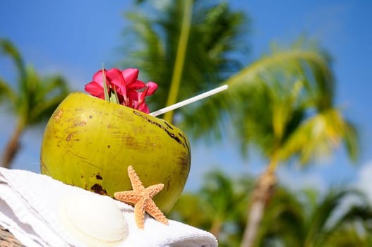 Coconut with drinking straw on a palm tree at the sea