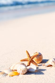 sea shells with sand as background