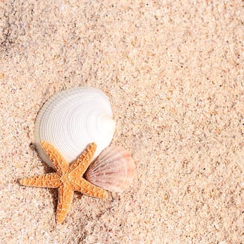 sea shells with sand as background