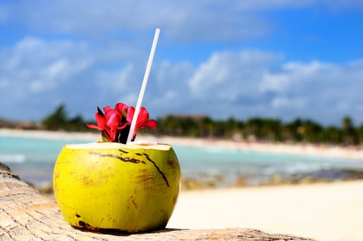 Coconut with drinking straw on a palm tree at the sea