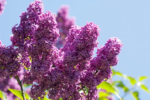 Pink lilac