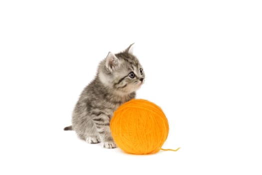 Little Tiger