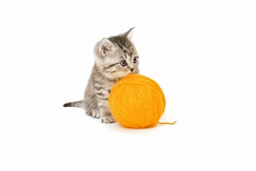Little Tiger