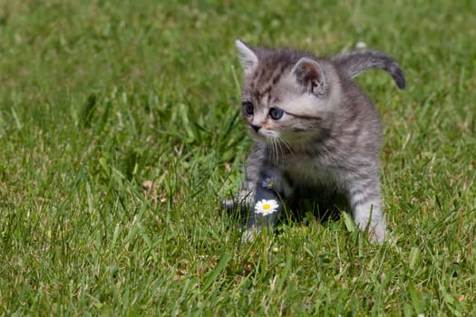 Little Tiger