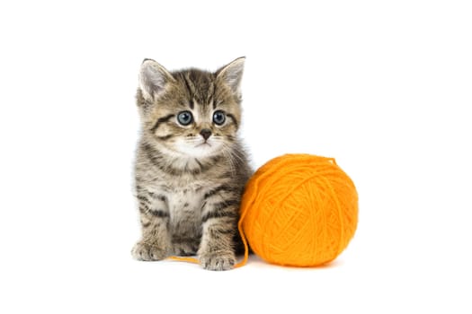 Little Tiger