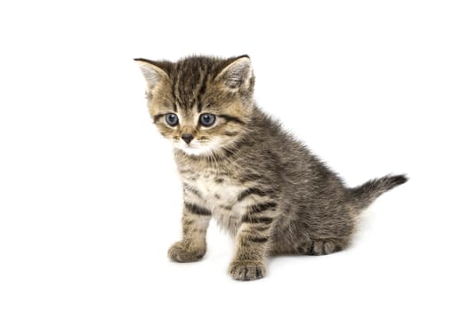 Little Tiger