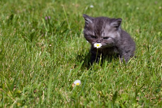 Little Tiger