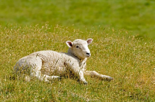 Young sheep
