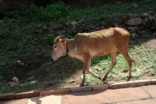 Brown skinned ox walking on sidewalk in morning sunlight