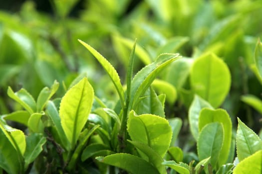 Close-up view of green, tender leaves of tea crop