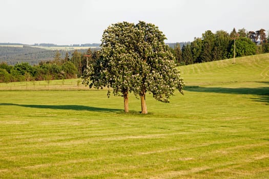 Thuringian Landscape