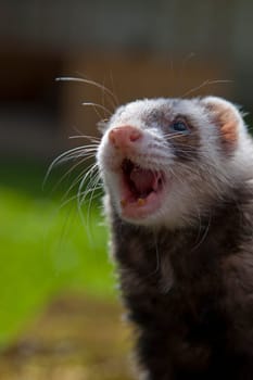 Happy ferret posing on camera on green field