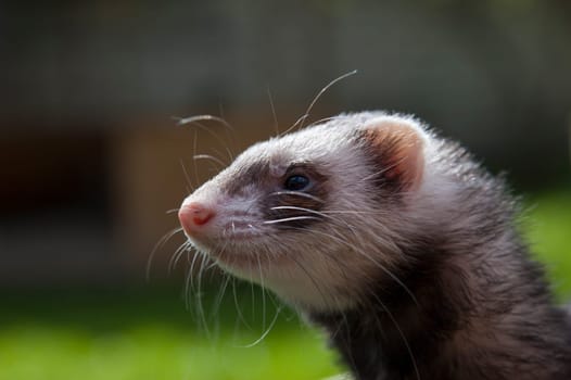 Satisfied ferret posing on camera on green field