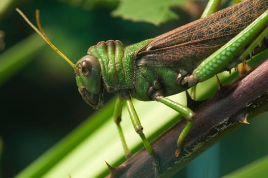 Macro shot of a giant grasshopper Tropidacris collaris sitting on a branch