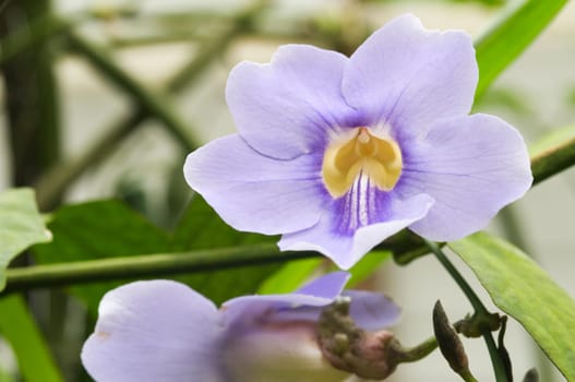Close-up of a light purple orchid with yellow inflorescence against pale green natural background