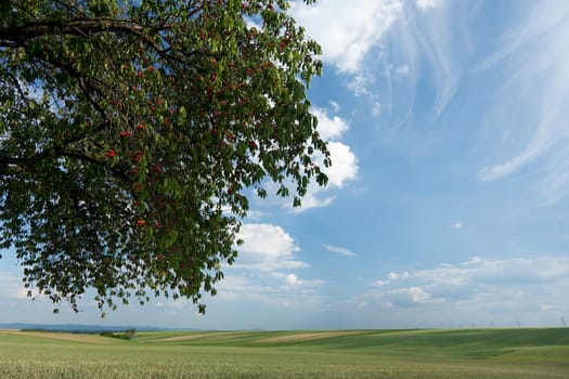 Landscape with cherry tree,nature with field,sky and clouds