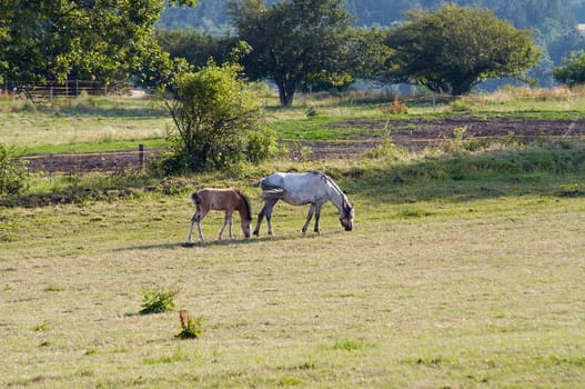 Shot of the mare with colt on horse lot