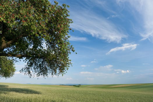 Landscape with cherry tree,nature with field,sky and clouds
