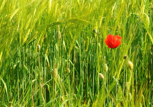 Rye field with poppy blossom