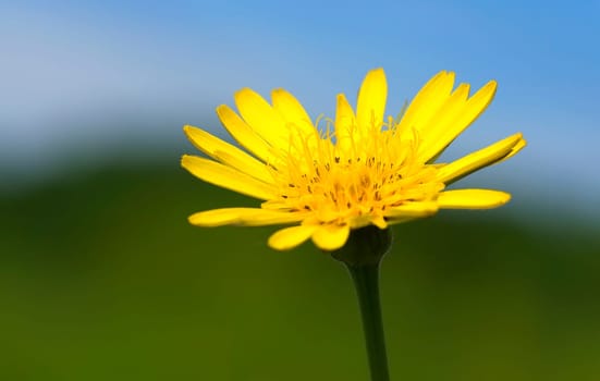Willow-leaved oxeye Buphthalmum saliciforum