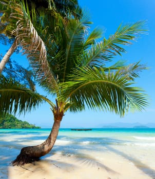 Image of a palm tree on the beach with a sea view.
