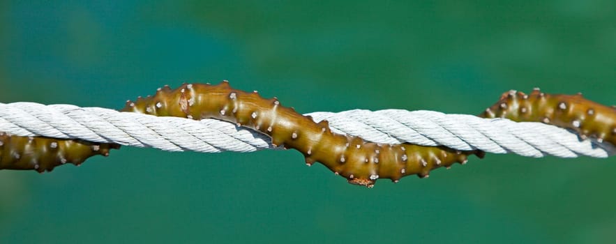 A tropical vine twists its way around a rope by the water